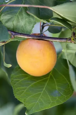 Prunus armeniaca 'Tros Oranje' (Abrikoos) fruitplant 160cm - afbeelding 6