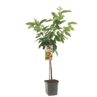 Prunus avium 'Bigarreau Napoléon' (Kers) fruitplant 160cm - afbeelding 1