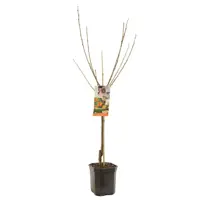 Prunus avium 'Bigarreau Napoléon' (Kers) fruitplant 160cm - afbeelding 2