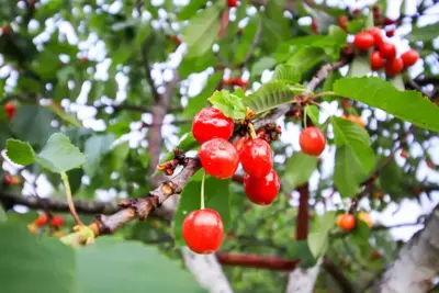 Prunus avium 'Bigarreau Napoléon' (Kers) fruitplant 160cm - afbeelding 5