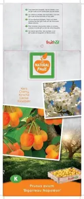 Prunus avium 'Bigarreau Napoléon' (Kers) fruitplant 160cm - afbeelding 3