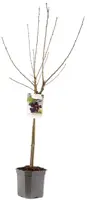 Prunus avium 'Burlat' (Kers) fruitplant 160cm - afbeelding 3