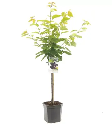 Prunus avium 'Burlat' (Kers) fruitplant 160cm - afbeelding 2