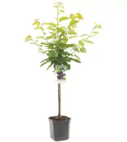 Prunus avium 'Burlat' (Kers) fruitplant 160cm - afbeelding 2
