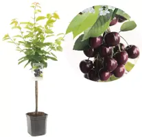 Prunus avium 'Burlat' (Kers) fruitplant 160cm - afbeelding 1