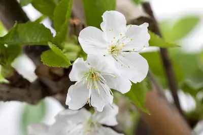Prunus avium 'Donissens Gold' (Kers) fruitplant 160cm - afbeelding 6