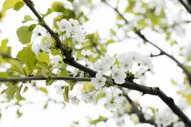 Prunus avium 'Donissens Gold' (Kers) fruitplant 160cm - afbeelding 55