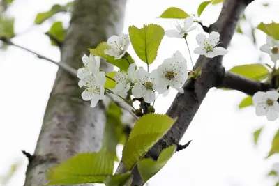 Prunus avium 'Donissens Gold' (Kers) fruitplant 160cm - afbeelding 56