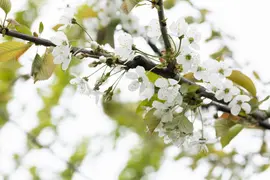 Prunus avium 'Donissens Gold' (Kers) fruitplant 160cm - afbeelding 57