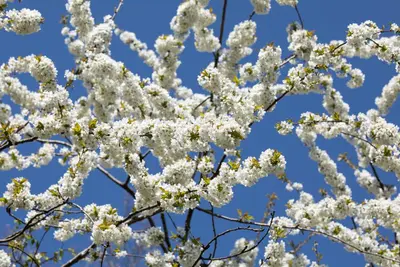 Prunus avium 'Donissens Gold' (Kers) fruitplant 160cm - afbeelding 58