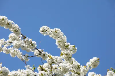 Prunus avium 'Donissens Gold' (Kers) fruitplant 160cm - afbeelding 59