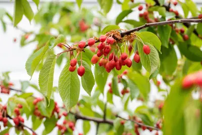 Prunus avium 'Donissens Gold' (Kers) fruitplant 160cm - afbeelding 61