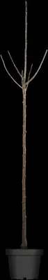 Prunus avium 'Donissens Gold' (Kers) fruitplant 160cm - afbeelding 5
