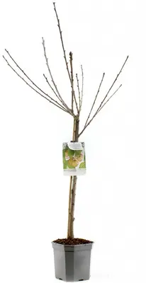Prunus avium 'Donissens Gold' (Kers) fruitplant 160cm - afbeelding 2