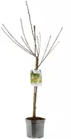Prunus avium 'Donissens Gold' (Kers) fruitplant 160cm - afbeelding 2