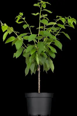 Prunus avium 'Donissens Gold' (Kers) fruitplant 160cm - afbeelding 4