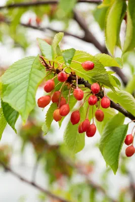Prunus avium 'Donissens Gold' (Kers) fruitplant 160cm - afbeelding 62