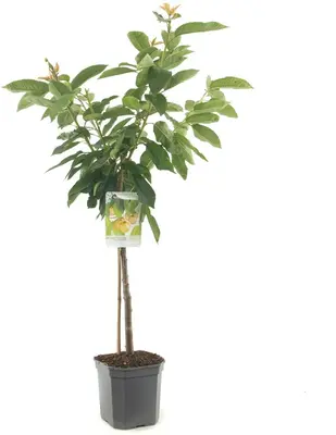 Prunus avium 'Donissens Gold' (Kers) fruitplant 160cm - afbeelding 1