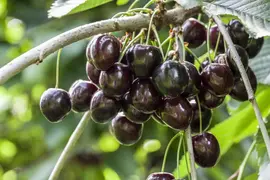 Prunus avium 'Kordia' (Kers) fruitplant 160cm - afbeelding 5