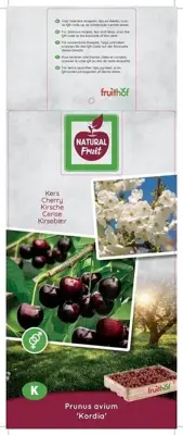 Prunus avium 'Kordia' (Kers) fruitplant 160cm - afbeelding 3