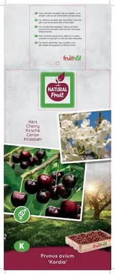 Prunus avium 'Kordia' (Kers) fruitplant 160cm - afbeelding 3