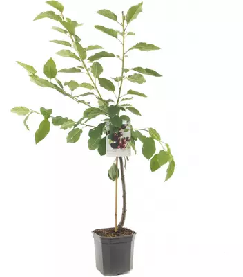 Prunus avium 'Kordia' (Kers) fruitplant 160cm - afbeelding 1
