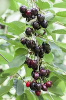 Prunus avium 'Kordia' (Kers) fruitplant 160cm - afbeelding 6