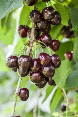 Prunus avium 'Kordia' (Kers) fruitplant 160cm - afbeelding 7