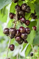 Prunus avium 'Kordia' (Kers) fruitplant 160cm - afbeelding 7