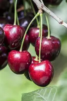 Prunus avium 'Kordia' (Kers) fruitplant 160cm - afbeelding 8