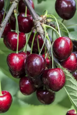 Prunus avium 'Kordia' (Kers) fruitplant 160cm - afbeelding 9