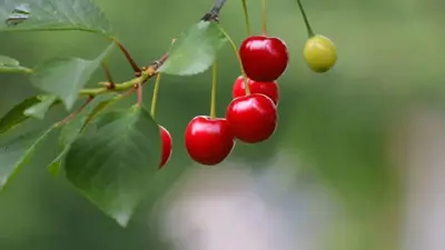 Prunus avium 'Kordia' (Kers) fruitplant 160cm - afbeelding 4