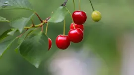 Prunus avium 'Kordia' (Kers) fruitplant 160cm - afbeelding 4