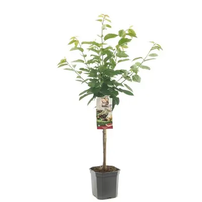 Prunus avium 'Kordia' (Kers) fruitplant 160cm - afbeelding 1