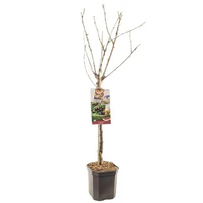 Prunus avium 'Kordia' (Kers) fruitplant 160cm - afbeelding 2