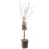 Prunus avium 'Kordia' (Kers) fruitplant 160cm - afbeelding 2