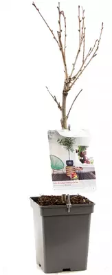 Prunus avium 'Kordia' (Kers) fruitplant 90cm - afbeelding 3