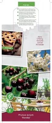 Prunus avium 'Kordia' (Kers) fruitplant 90cm - afbeelding 3