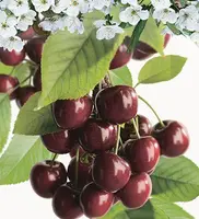 Prunus avium 'Lapins' (Kers) fruitplant 160cm - afbeelding 3