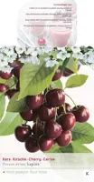 Prunus avium 'Lapins' (Kers) fruitplant 160cm - afbeelding 4