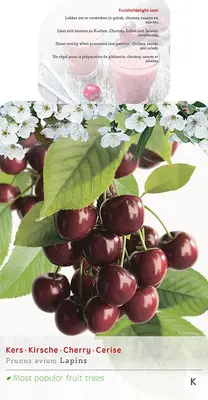 Prunus avium 'Lapins' (Kers) fruitplant 160cm - afbeelding 4
