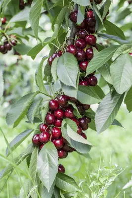 Prunus avium 'Lapins' (Kers) fruitplant 160cm - afbeelding 7