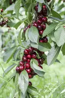 Prunus avium 'Lapins' (Kers) fruitplant 160cm - afbeelding 7