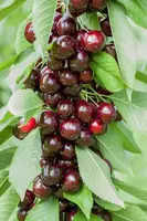 Prunus avium 'Lapins' (Kers) fruitplant 160cm - afbeelding 8