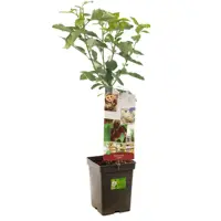 Prunus avium 'Lapins' (Kers) fruitplant 90cm - afbeelding 1
