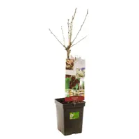 Prunus avium 'Lapins' (Kers) fruitplant 90cm - afbeelding 2