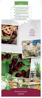 Prunus avium 'Lapins' (Kers) fruitplant 90cm - afbeelding 3