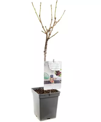 Prunus avium 'Lapins' (Kers) fruitplant 90cm - afbeelding 3