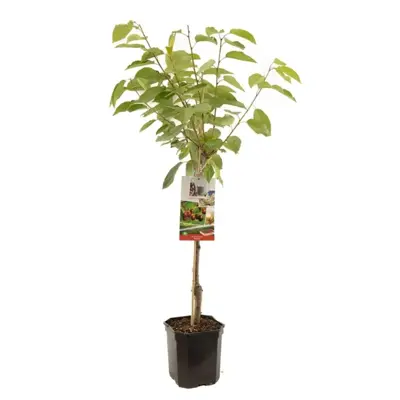 Prunus avium 'Regina' (Kers) fruitplant 160cm - afbeelding 1