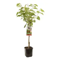 Prunus avium 'Regina' (Kers) fruitplant 160cm - afbeelding 1